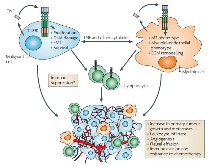 Fig.1Pro-tumor effects of TNF in the tumor microenvironment.